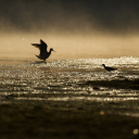 Birds look for food