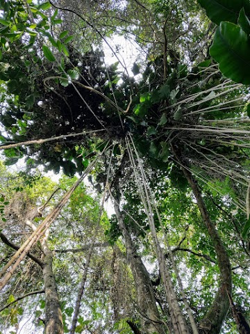 Kota Damansara Community Forest KDCF