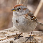 American Tree Sparrow