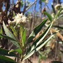 White Flowering Weed