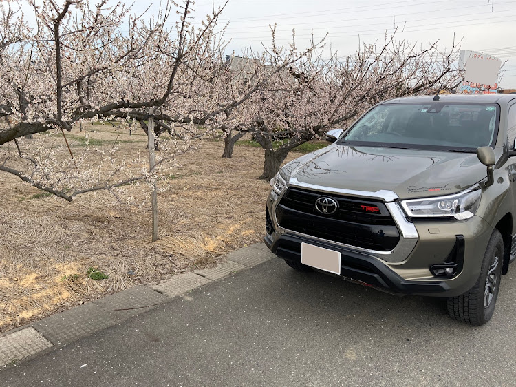 ハイラックスの梅の花・センチュリーホーンに関するカスタム事例の投稿画像1枚目