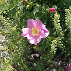 Nootka rose