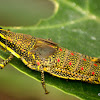 Milkweed locust / Painted grasshopper