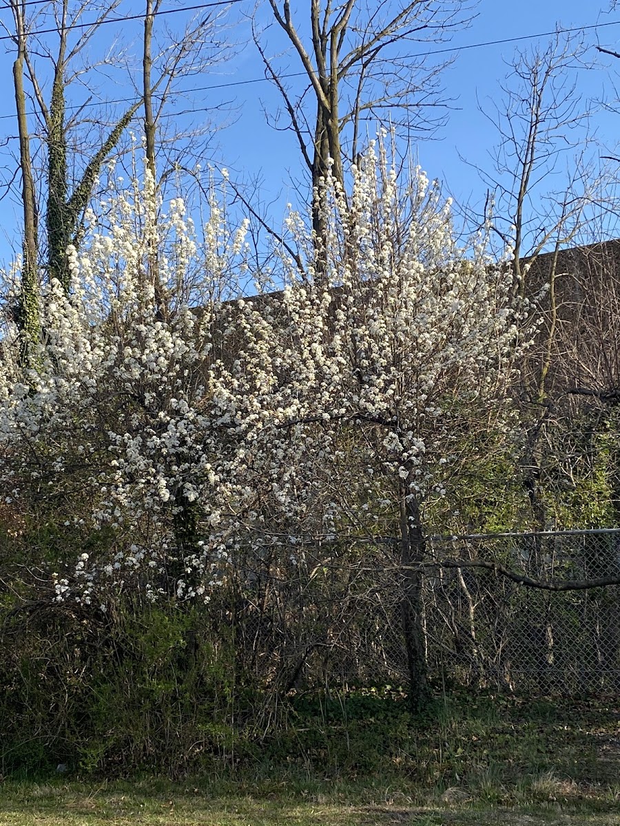 bradford pear tree