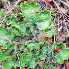 Green dog lichen