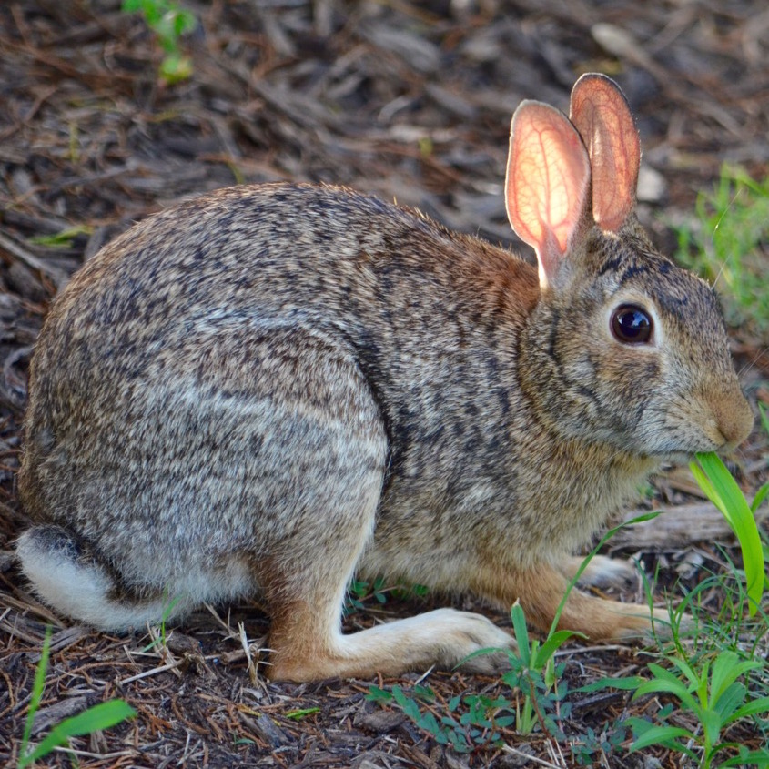 Cotton-tail Rabbit