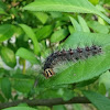 Gypsy Moth caterpillar