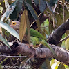 Lineated Barbet