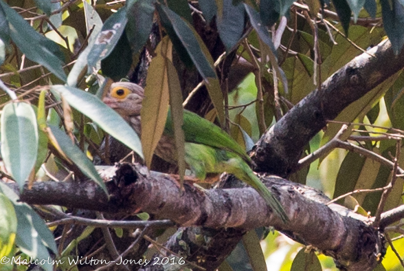 Lineated Barbet