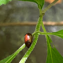 Shining Leaf Beetle