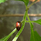 Shining Leaf Beetle