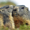 Alpine marmot (continued)