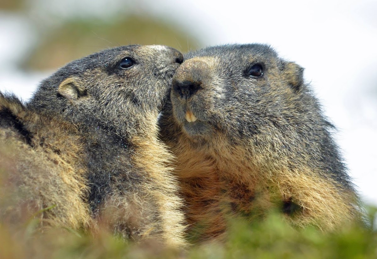 Alpine marmot (continued)