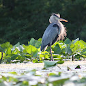 Great Blue Heron