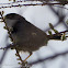 Sardinian Warbler; Curucca Cabicinegra