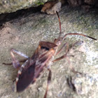 Western Conifer Seed bug