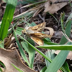 Fiery skipper