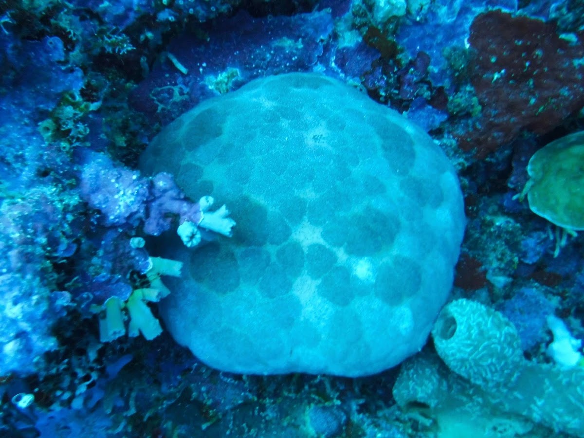 Cushion Starfish