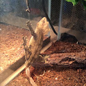 Crested Gecko