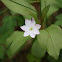 Arctic Starflower