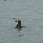 Tufted Puffin