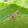 Short-winged Green Grasshopper