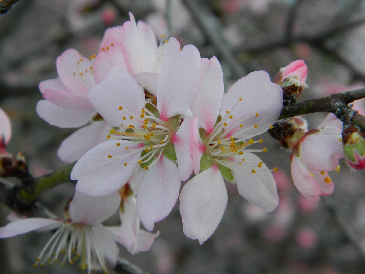 Wild Almond tree (Πικραμυγδαλιά)