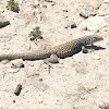 Great Basin whiptail