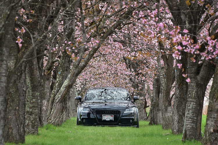 TT クーペの桜並木・桜と愛車・北海道・桜トンネルに関するカスタム事例の投稿画像1枚目