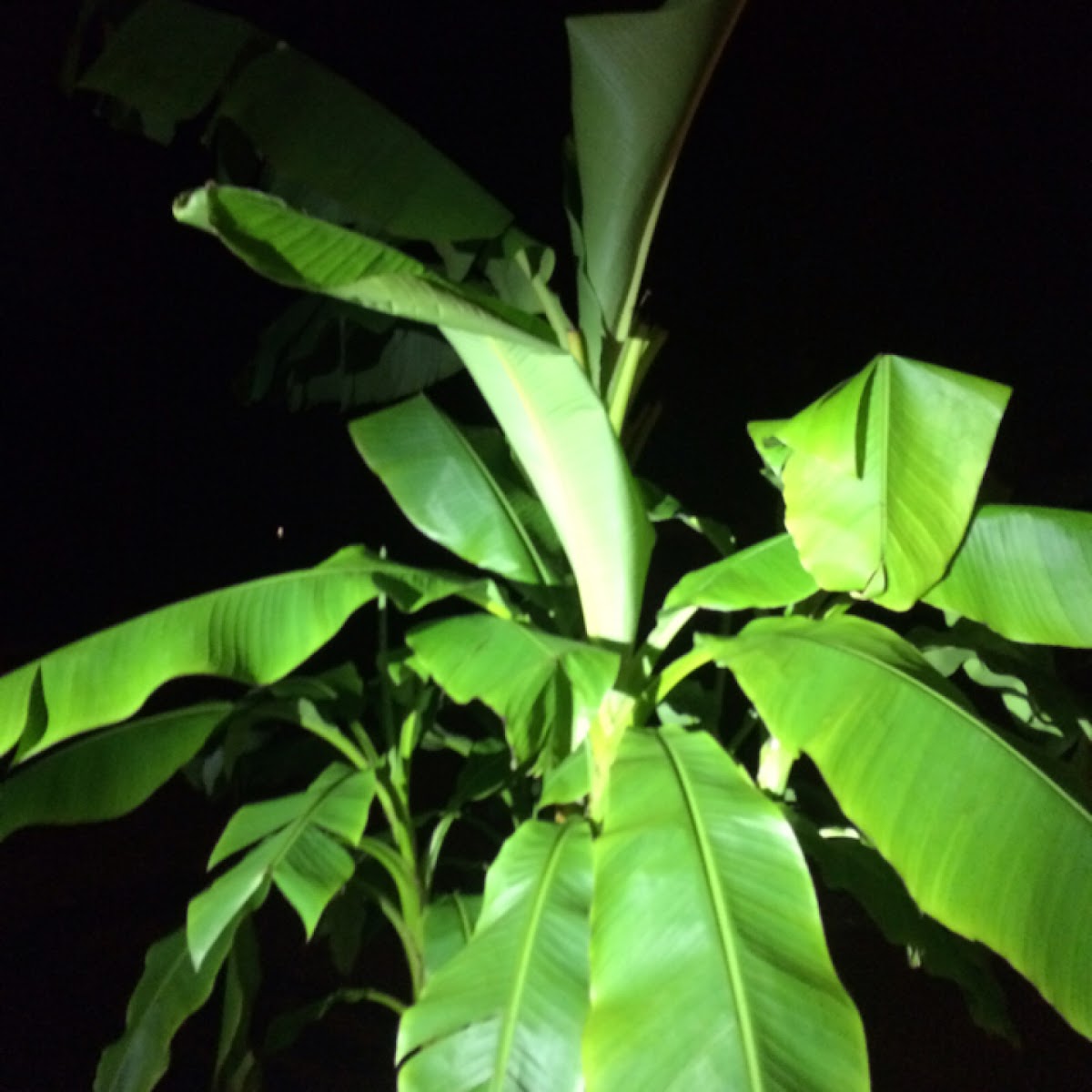 Banana tree