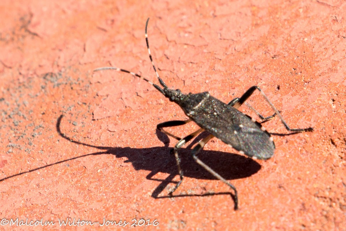 Broad-headed Bug