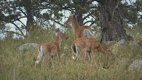 Axis Deer thumbnail