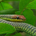 Garden Flying Snake