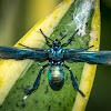 Southern Cyan Tiger Moth