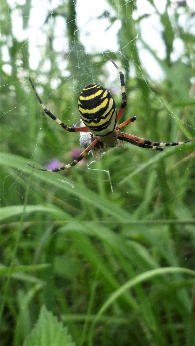 Wasp spider, Wespenspinne