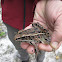 Southern Leopard Frog