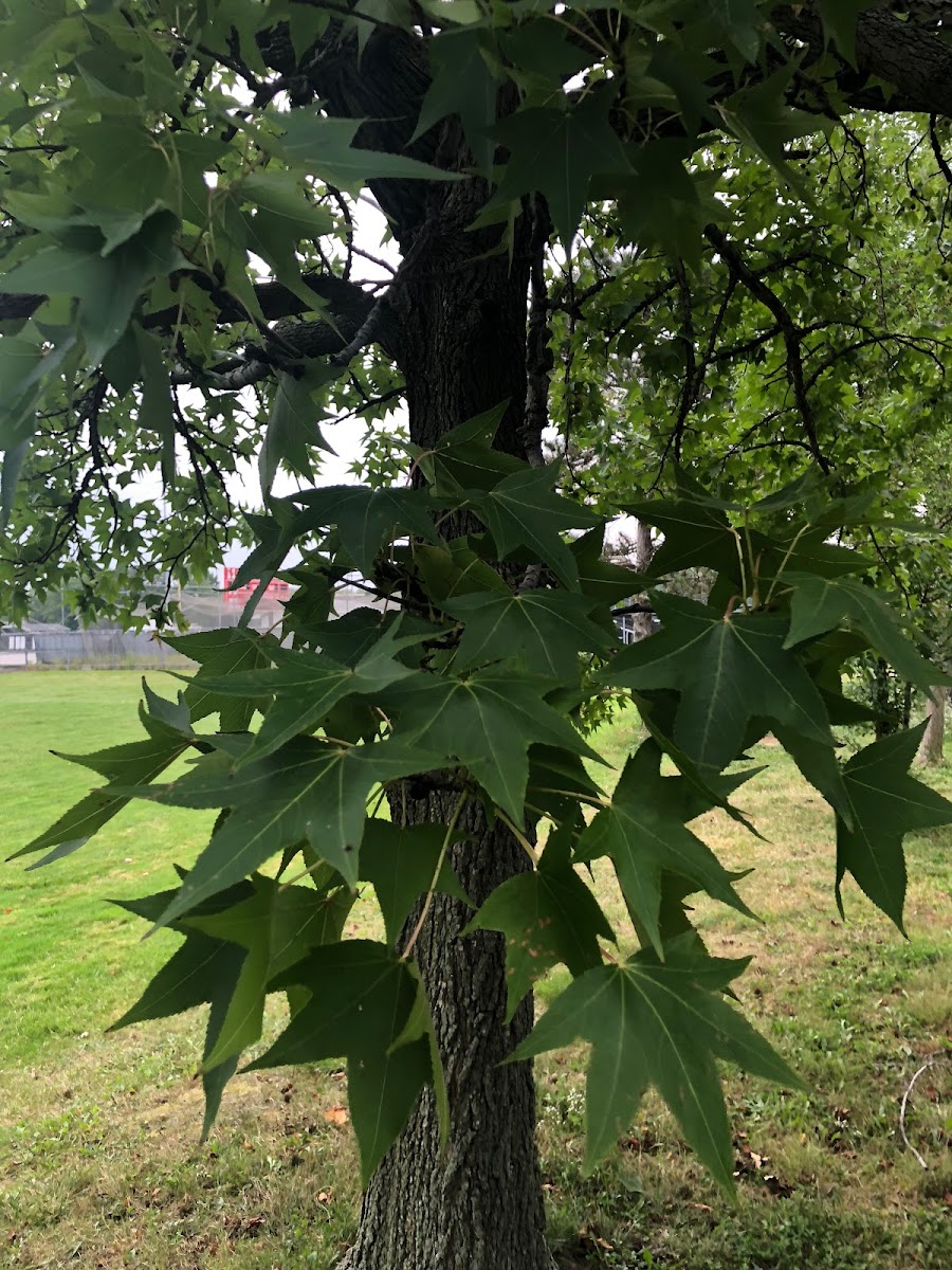 sweetgum