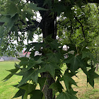 sweetgum