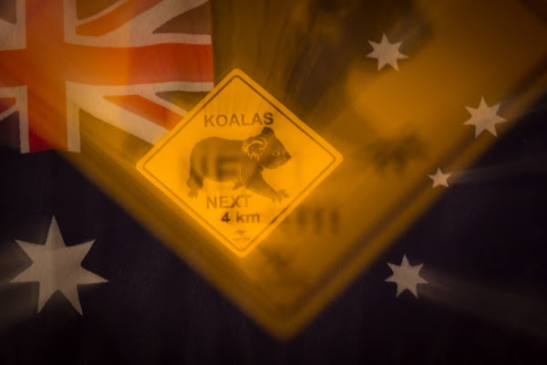 Save Koalas! di GIORGIO VOLPONI