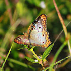 White Peacock Butterfly