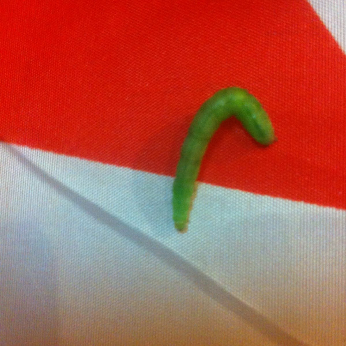 Inch worm (canker worm)