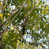 grey treepie, Himalayan treepie,