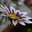 Hoverfly?