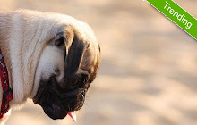 Super Cute Pugs Wallpaper HD Custom New Tab small promo image