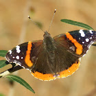 Red Admiral