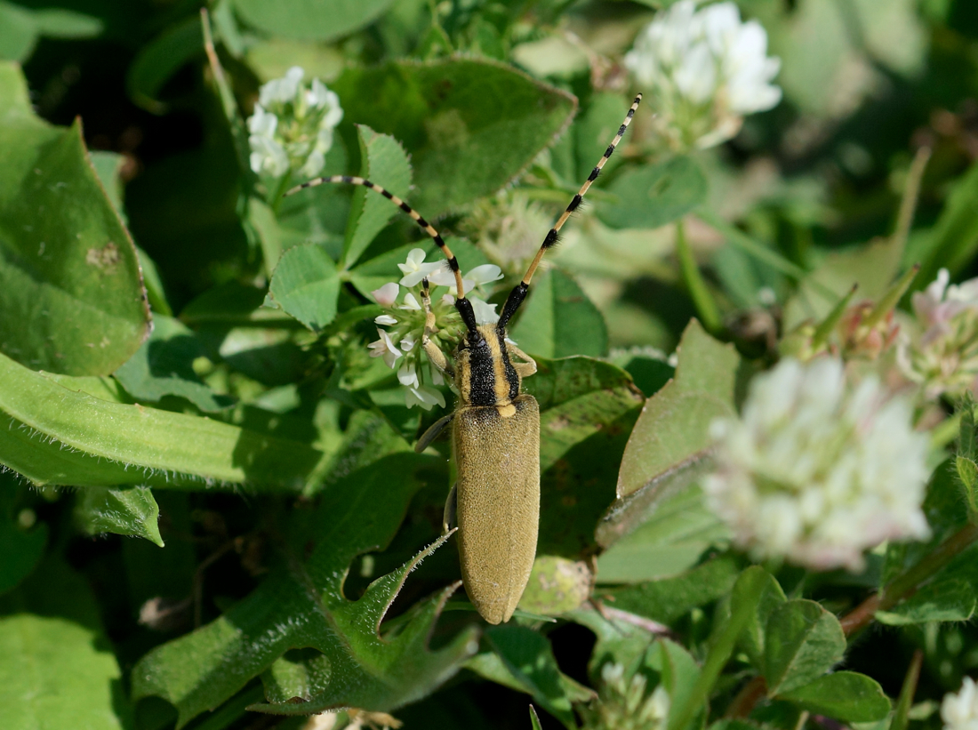 Longhorn Beetle