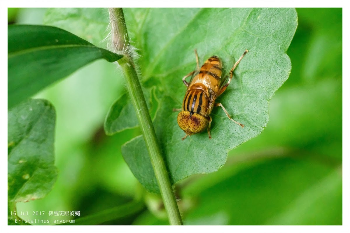 Eristalinus arvorum 棕腿斑眼蚜蠅