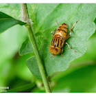 Eristalinus arvorum 棕腿斑眼蚜蠅