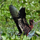 White-faced ibis