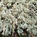 Shrubby cup lichen